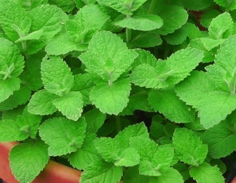 Công dụng bất ngờ từ bài thuốc của cây bạc hà